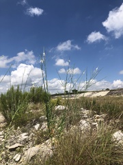 Oenothera glaucifolia