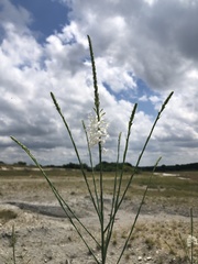 Oenothera glaucifolia