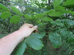 Fraxinus biltmoreana