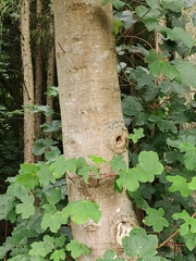 Acer opalus