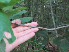 Fraxinus biltmoreana