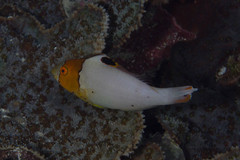 Cetoscarus ocellatus