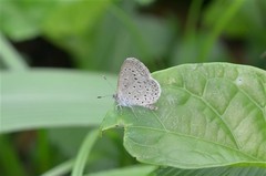 Zizeeria knysna