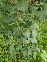 Acer opalus