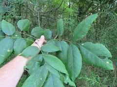 Fraxinus biltmoreana