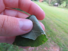 Fraxinus biltmoreana