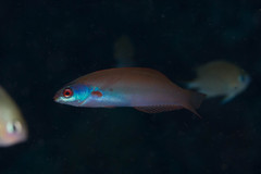 Pseudocoris yamashiroi