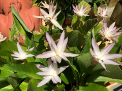 Goeppertia loeseneri