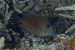 Ctenochaetus binotatus