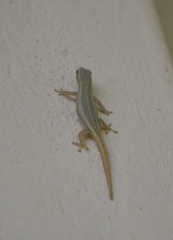Lygodactylus