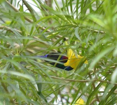 Cinnyris coccinigastrus