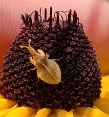 Lophoscutus prehensilis