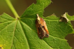 Acleris cristana