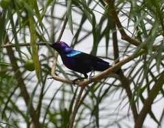 Cinnyris coccinigastrus