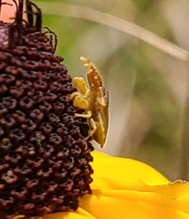 Lophoscutus prehensilis