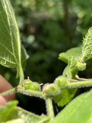 Celticecis celtiphyllia