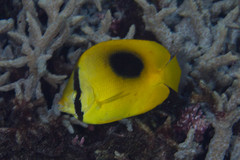 Chaetodon speculum