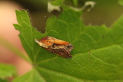 Acleris cristana