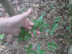 Forestiera ligustrina