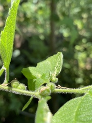 Celticecis celtiphyllia