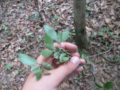 Forestiera ligustrina
