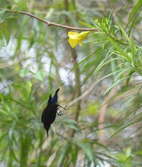 Cinnyris coccinigastrus