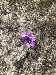 Eustoma russellianum