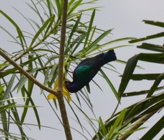 Cinnyris coccinigastrus