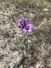 Eustoma russellianum