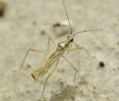 Dicyphus pallidus