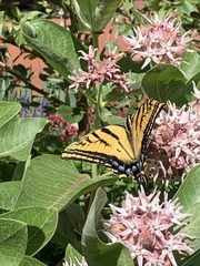 Papilio multicaudata