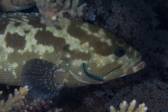 Epinephelus polyphekadion
