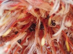 Myrmicaria nigra