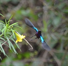 Cinnyris coccinigastrus