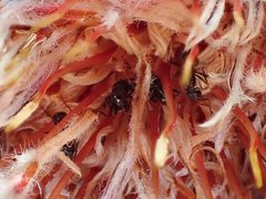 Myrmicaria nigra