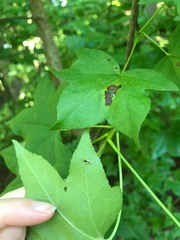 Hyaliodes