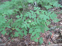 Polymnia canadensis radiata