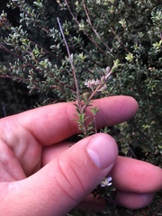 Kunzea amathicola