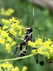 Spilopteron formosum