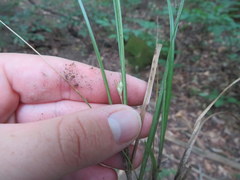 Carex superata