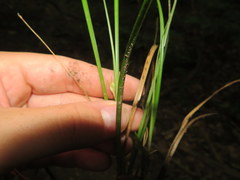 Carex superata