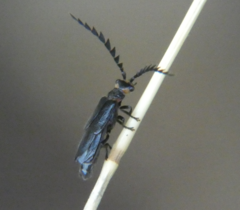 Tytthonyx erythrocephala