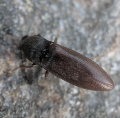 Acteniceromorphus spinosus