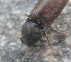 Acteniceromorphus spinosus