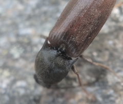 Acteniceromorphus spinosus