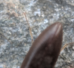 Acteniceromorphus spinosus