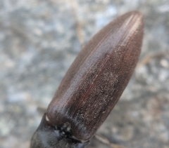 Acteniceromorphus spinosus