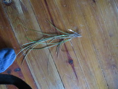 Carex superata
