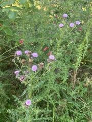 Cirsium arvense
