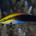 Breastspot Cleanerfish - Photo (c) Mark Rosenstein, some rights reserved (CC BY-NC), uploaded by Mark Rosenstein